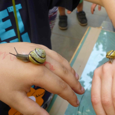 Zwei Arme auf denen jeweils eine Schnecke drauf sitzt