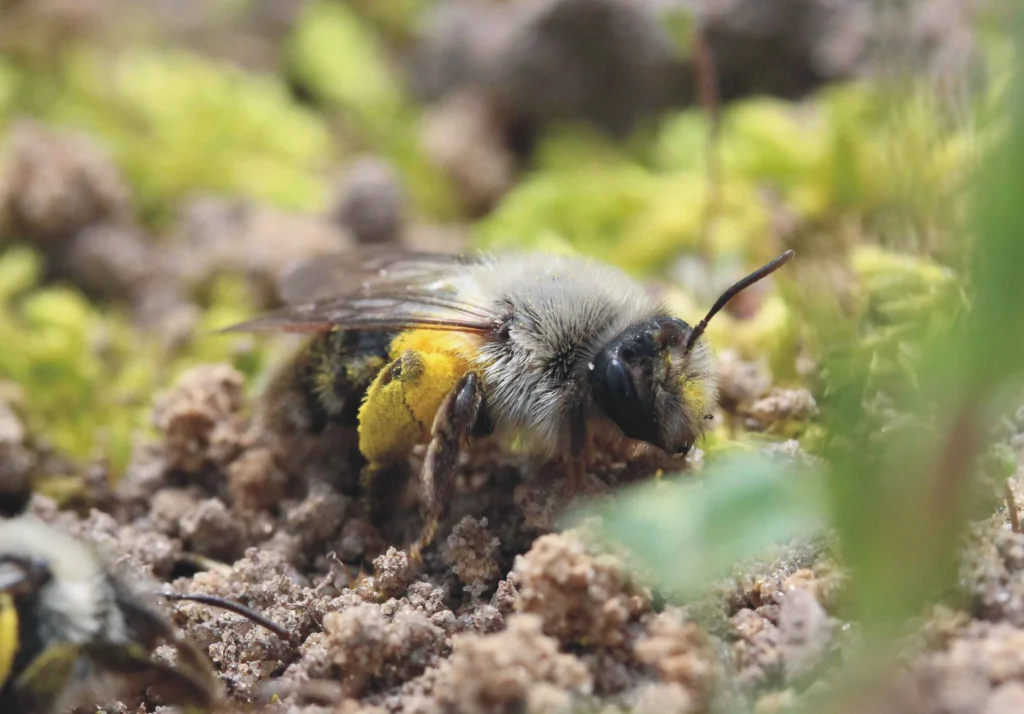 Niststandort für Wildbienen im Britzer Garten geschaffen